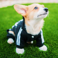 Dog sweatsuit
650049_BDI42SW
650049_WR2FFJM
650049_QXDDHPD
650049_3TZF3RV
650049_UVT0IIY